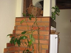 galleryImage